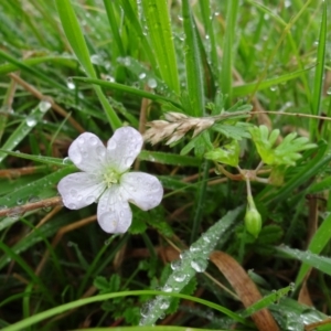 Geranium neglectum at Paddys River, ACT - 23 Feb 2022