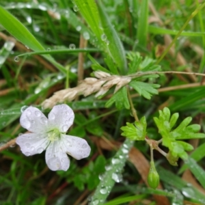 Geranium neglectum at Paddys River, ACT - 23 Feb 2022