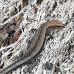 Lampropholis guichenoti (Common Garden Skink) at Paddys River, ACT - 24 Feb 2022 by JohnBundock