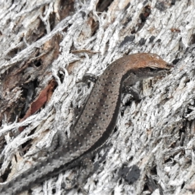 Lampropholis guichenoti (Common Garden Skink) at Paddys River, ACT - 24 Feb 2022 by JohnBundock