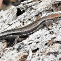 Lampropholis guichenoti at Paddys River, ACT - 24 Feb 2022 04:34 PM