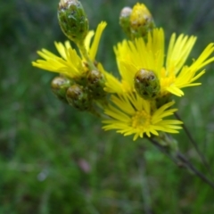 Podolepis jaceoides (Showy Copper-wire Daisy) at Tennent, ACT - 23 Feb 2022 by Miranda