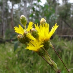 Podolepis jaceoides at Tennent, ACT - 23 Feb 2022