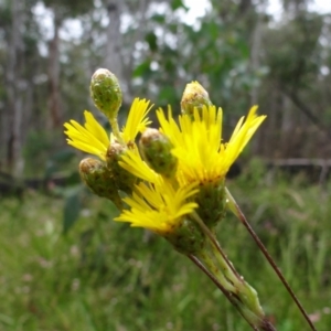 Podolepis jaceoides at Tennent, ACT - 23 Feb 2022 11:58 AM