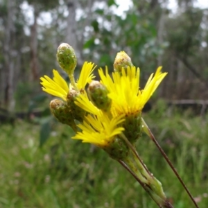 Podolepis jaceoides at Tennent, ACT - 23 Feb 2022