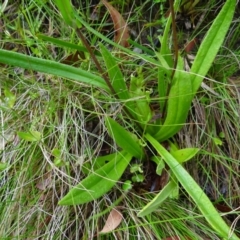 Podolepis jaceoides at Tennent, ACT - 23 Feb 2022