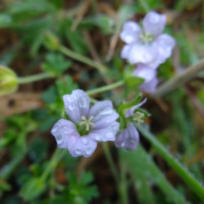 Geranium sp. (Geranium) at Paddys River, ACT - 23 Feb 2022 by Miranda