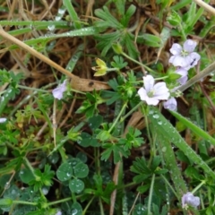 Geranium sp. at Paddys River, ACT - 23 Feb 2022