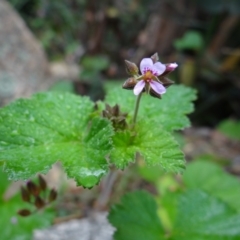 Pelargonium australe (Austral Stork's-bill) at Gibraltar Pines - 22 Feb 2022 by Miranda