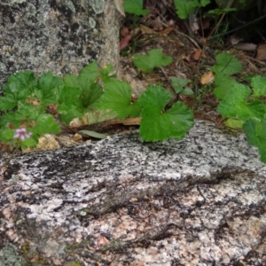 Pelargonium australe at Paddys River, ACT - 23 Feb 2022