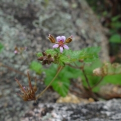 Pelargonium australe at Paddys River, ACT - 23 Feb 2022