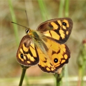 Heteronympha penelope at Paddys River, ACT - 24 Feb 2022