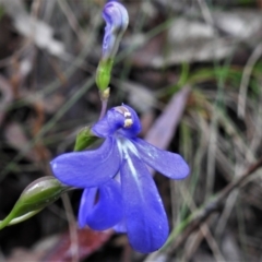 Lobelia dentata (Toothed Lobelia) at Tidbinbilla Nature Reserve - 24 Feb 2022 by JohnBundock