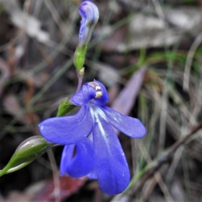 Lobelia dentata (Toothed Lobelia) at Tidbinbilla Nature Reserve - 24 Feb 2022 by JohnBundock