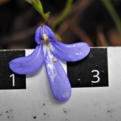 Lobelia dentata at Paddys River, ACT - 24 Feb 2022