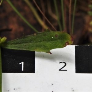 Lobelia dentata at Paddys River, ACT - 24 Feb 2022 01:44 PM