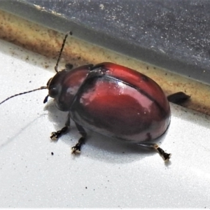 Paropsisterna sp. (genus) at Paddys River, ACT - 24 Feb 2022