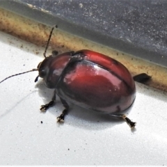 Paropsisterna sp. (genus) (A leaf beetle) at Paddys River, ACT - 24 Feb 2022 by JohnBundock