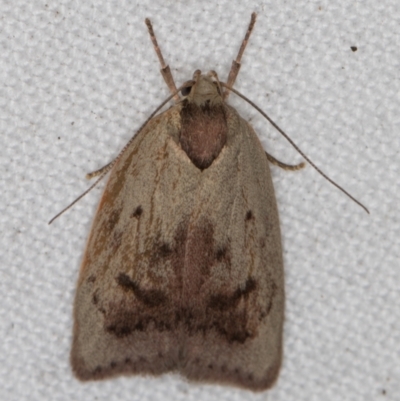 Heliocausta undescribed species (A Concealer moth (Wingia group)) at Melba, ACT - 30 Dec 2021 by kasiaaus