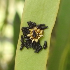 Paropsini sp. (tribe) (Unidentified paropsine leaf beetle) at Western Edge Area - 24 Feb 2022 by HelenCross