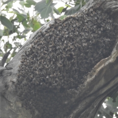 Apis mellifera (European honey bee) at Lions Youth Haven - Westwood Farm A.C.T. - 24 Feb 2022 by HelenCross