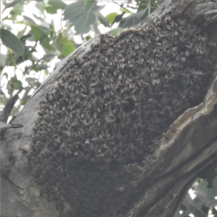 Apis mellifera (European honey bee) at Western Edge Area - 24 Feb 2022 by HelenCross