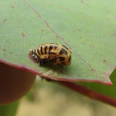 Harmonia conformis (Common Spotted Ladybird) at Stromlo, ACT - 24 Feb 2022 by HelenCross