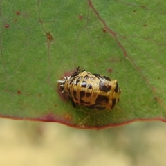 Harmonia conformis at Stromlo, ACT - suppressed