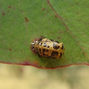 Harmonia conformis at Stromlo, ACT - suppressed