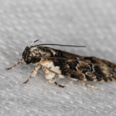Ardozyga sodalisella (A Gelechioid moth) at Melba, ACT - 30 Dec 2021 by kasiaaus