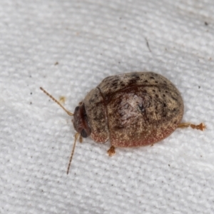 Trachymela sp. (genus) at Melba, ACT - 30 Dec 2021 10:39 PM