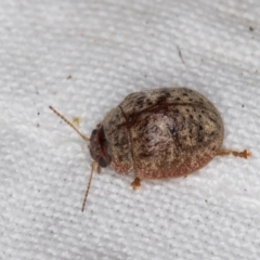 Trachymela sp. (genus) (Brown button beetle) at Melba, ACT - 30 Dec 2021 by kasiaaus