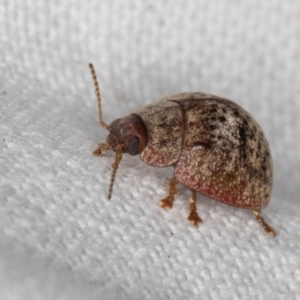 Trachymela sp. (genus) at Melba, ACT - 30 Dec 2021