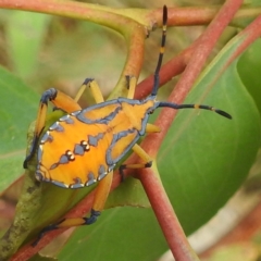Amorbus sp. (genus) (Eucalyptus Tip bug) at Lions Youth Haven - Westwood Farm A.C.T. - 24 Feb 2022 by HelenCross