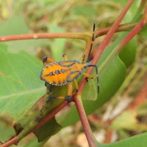 Amorbus sp. (genus) at Stromlo, ACT - suppressed