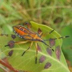 Amorbus sp. (genus) at Stromlo, ACT - suppressed