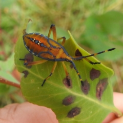 Amorbus sp. (genus) at Stromlo, ACT - suppressed