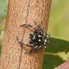 Sandalodes scopifer (White-spotted Sandalodes) at Lions Youth Haven - Westwood Farm A.C.T. - 24 Feb 2022 by HelenCross