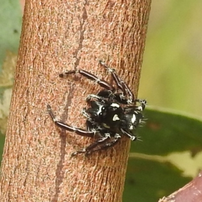 Sandalodes scopifer (White-spotted Sandalodes) at Lions Youth Haven - Westwood Farm - 24 Feb 2022 by HelenCross