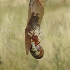 Phonognatha graeffei (Leaf Curling Spider) at Lions Youth Haven - Westwood Farm A.C.T. - 24 Feb 2022 by HelenCross