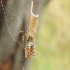 Phonognatha graeffei at Stromlo, ACT - 24 Feb 2022