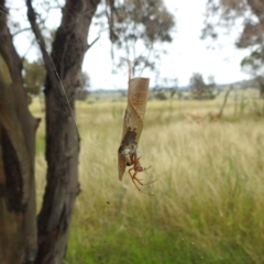 Phonognatha graeffei at Stromlo, ACT - 24 Feb 2022