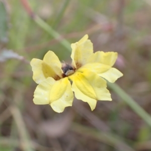 Goodenia hederacea subsp. hederacea at Bevendale, NSW - 19 Feb 2022