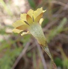 Goodenia hederacea subsp. hederacea at Bevendale, NSW - 19 Feb 2022