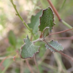 Goodenia hederacea subsp. hederacea at Bevendale, NSW - 19 Feb 2022