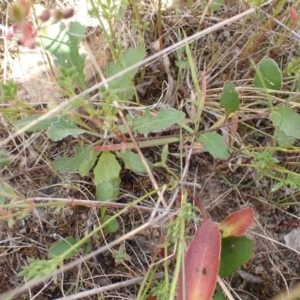 Goodenia hederacea subsp. hederacea at Bevendale, NSW - 19 Feb 2022