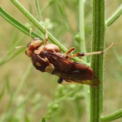 Pergagrapta polita (Sawfly) at Lions Youth Haven - Westwood Farm A.C.T. - 24 Feb 2022 by HelenCross