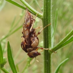 Pergagrapta polita at Stromlo, ACT - suppressed