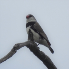 Stagonopleura guttata (Diamond Firetail) at Lions Youth Haven - Westwood Farm A.C.T. - 24 Feb 2022 by HelenCross