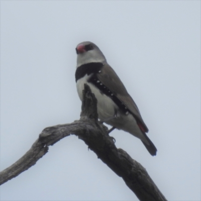 Stagonopleura guttata (Diamond Firetail) at Stromlo, ACT - 24 Feb 2022 by HelenCross